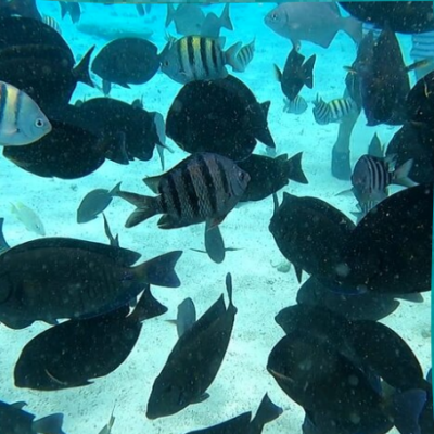 Captura de pantalla 2024-05-04 a la(s) 2.26.46 p.m.